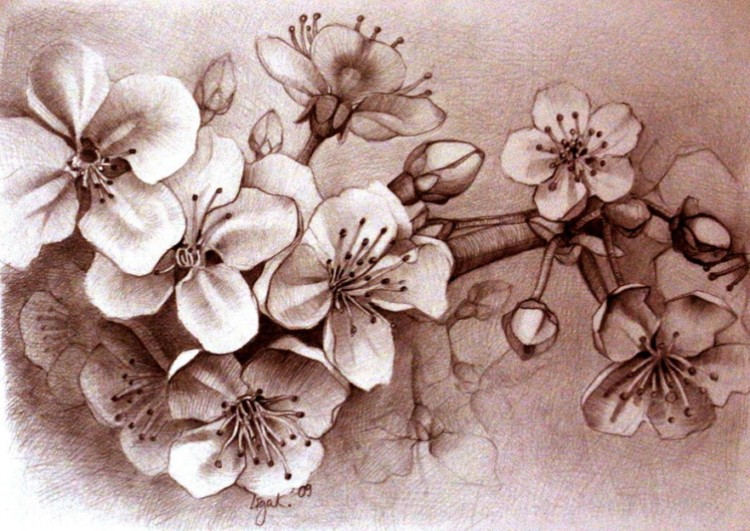 39+ Gambar Sketsa Bunga Indah, Sakura, Mawar, Melati, Matahari, Anggrek