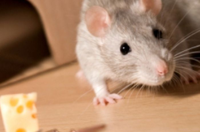 17 Cara Mengusir Tikus yang Mudah dan Murah dengan Bahan Alami