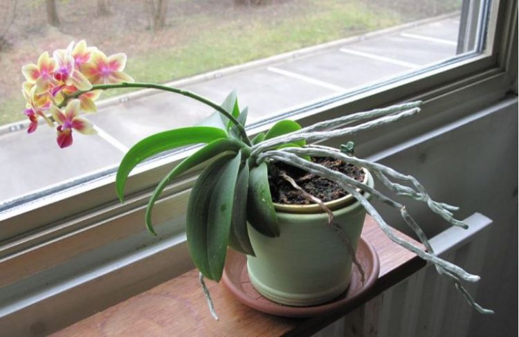 9 Ciri Ciri Makhluk Hidup, Pengertian, Gambar dan