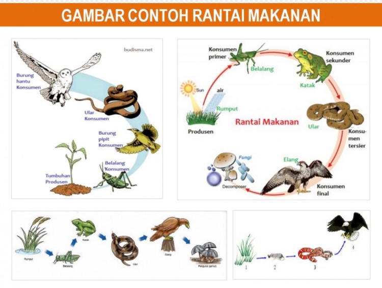 + Penjelasan LENGKAP Rantai Makanan & Jaring-jaring + Penjelasan LENGKAP Rantai Makanan & Jaring-jaring