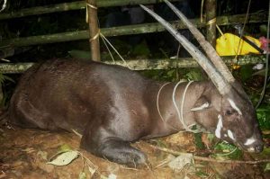 11 Hewan Langka di Dunia Yang Hampir Punah | Gambar dan ...